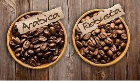 Giá cà phê Robusta arabica
